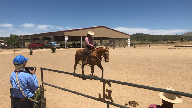 Riding Lessons and Training