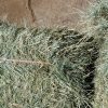 Teff Hay