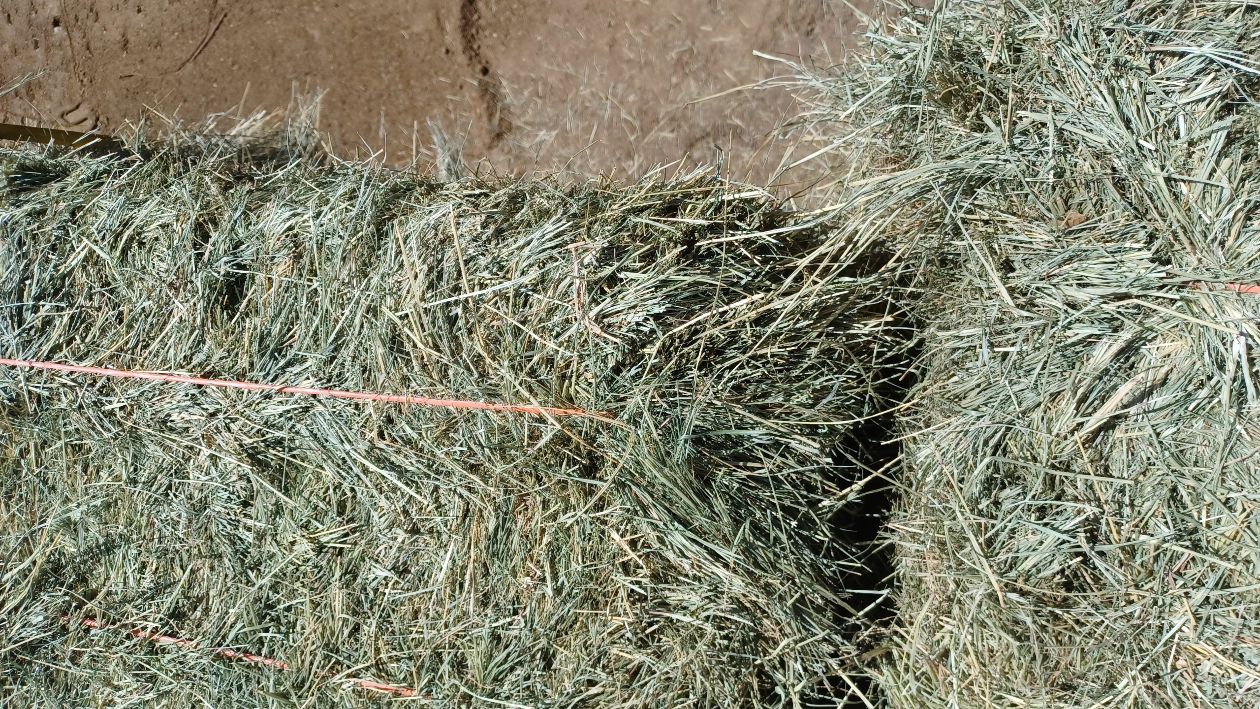 Teff Hay