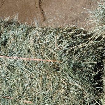 Teff Hay