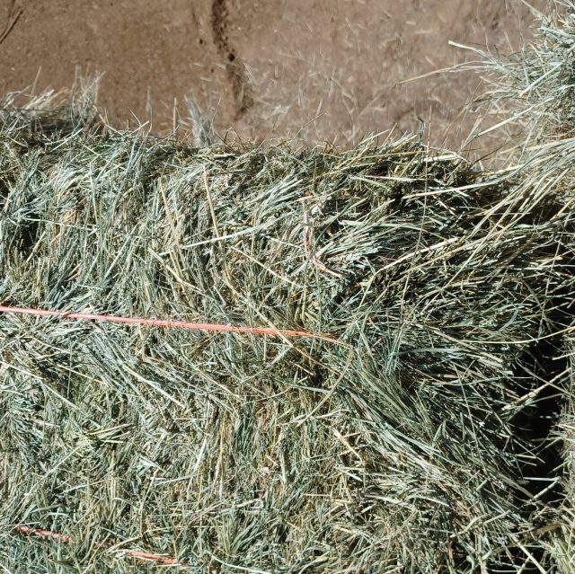 Teff Hay