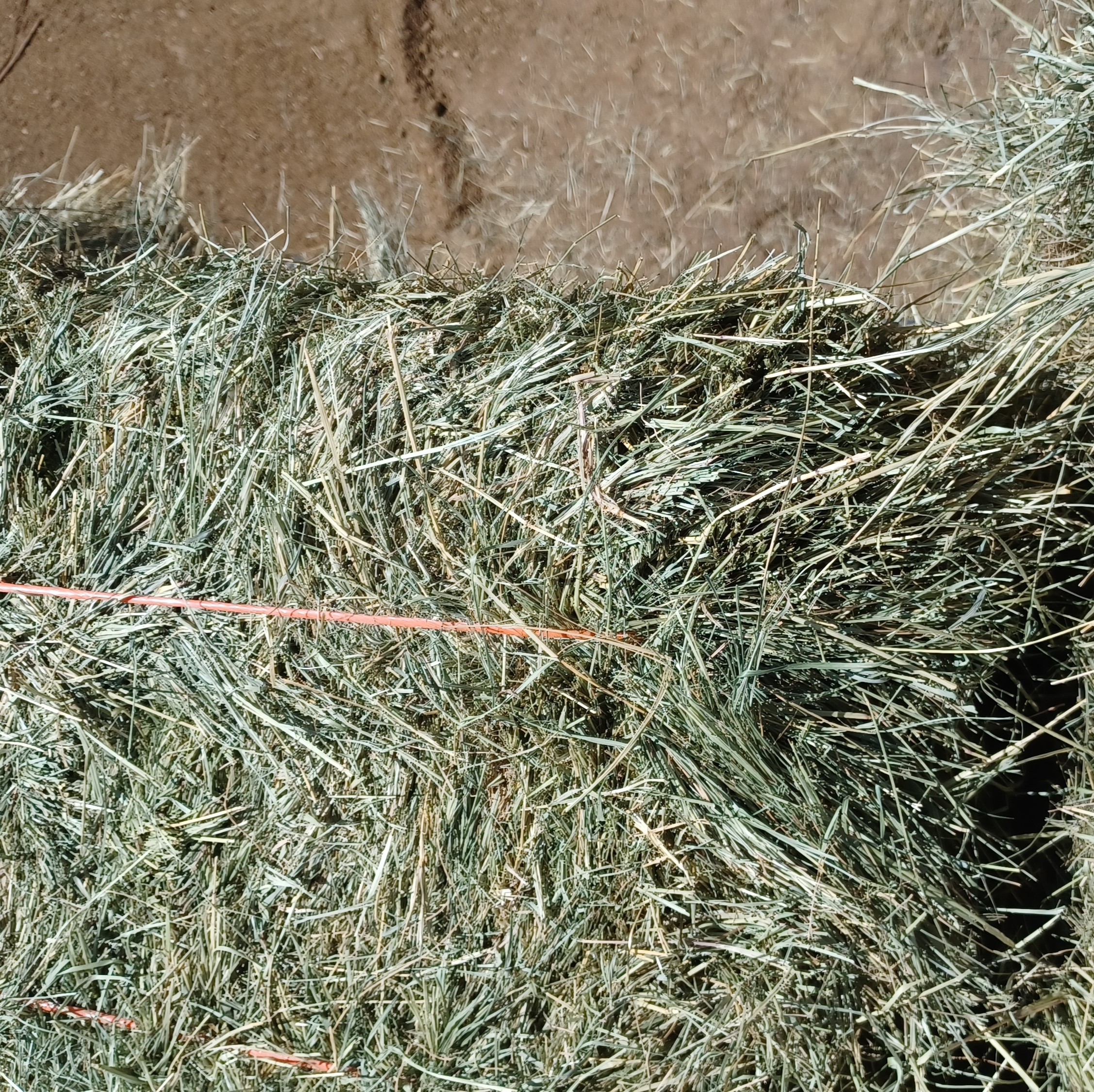 Teff Hay